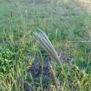 Chloris virgata at Tuggeranong DC, ACT - 4 May 2020