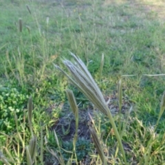 Chloris virgata (Feathertop Rhodes Grass) at Tuggeranong DC, ACT - 4 May 2020 by Mike
