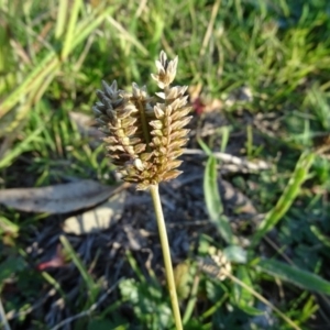 Eleusine tristachya at Tuggeranong DC, ACT - 4 May 2020