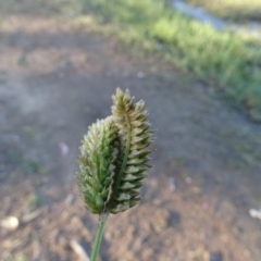 Eleusine tristachya at Tuggeranong DC, ACT - 4 May 2020