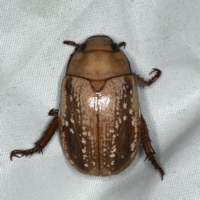 Anoplognathus concolor (Christmas beetle) at Rosedale, NSW - 16 Nov 2019 by jb2602