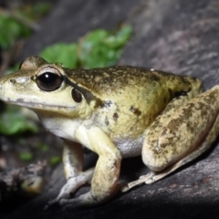 Litoria lesueuri (Lesueur's Tree-frog) at Cotter River, ACT - 25 Mar 2020 by BrianLR