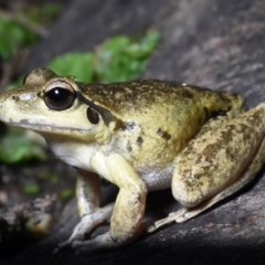 Litoria lesueuri (Lesueur's Tree-frog) at Lower Cotter Catchment - 25 Mar 2020 by BrianLR