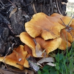 Gymnopilus junonius (Spectacular Rustgill) at Hackett, ACT - 5 May 2020 by trevorpreston