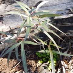 Brachychiton populneus subsp. populneus (Kurrajong) at Mount Majura - 5 May 2020 by trevorpreston