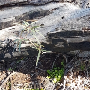 Brachychiton populneus subsp. populneus at Hackett, ACT - 5 May 2020