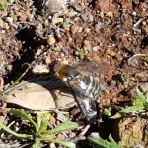 Villa sp. (genus) at Hackett, ACT - 5 May 2020