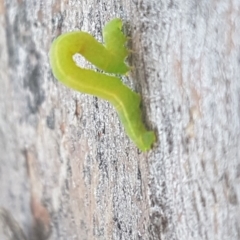 Lepidoptera unclassified IMMATURE moth at Mount Majura - 5 May 2020 by tpreston