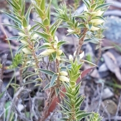 Melichrus urceolatus (Urn Heath) at Hackett, ACT - 5 May 2020 by tpreston