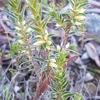 Melichrus urceolatus (Urn Heath) at Hackett, ACT - 5 May 2020 by trevorpreston