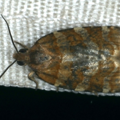 Subfurcatana subfurcatana (A Tortricid moth) at Rosedale, NSW - 16 Nov 2019 by jb2602