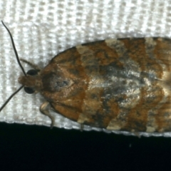 Subfurcatana subfurcatana (A Tortricid moth) at Rosedale, NSW - 16 Nov 2019 by jbromilow50