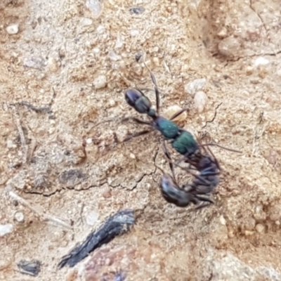 Rhytidoponera metallica (Greenhead ant) at Hackett, ACT - 5 May 2020 by trevorpreston