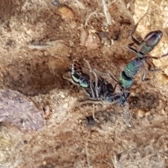 Rhytidoponera metallica at Hackett, ACT - 5 May 2020