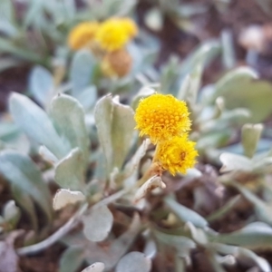 Chrysocephalum apiculatum at Hackett, ACT - 5 May 2020