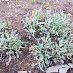 Chrysocephalum apiculatum at Hackett, ACT - 5 May 2020