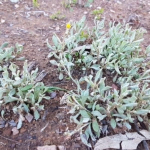 Chrysocephalum apiculatum at Hackett, ACT - 5 May 2020