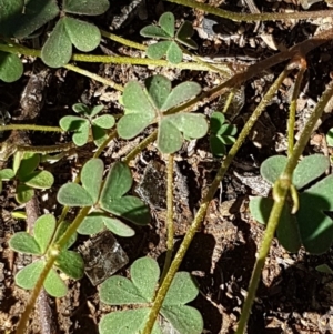 Oxalis sp. at Hackett, ACT - 5 May 2020 12:03 PM