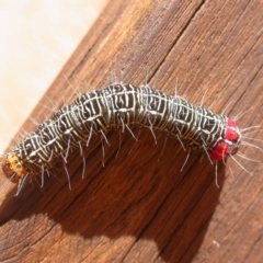 Phalaenoides glycinae (Grapevine Moth) at Hackett, ACT - 3 May 2020 by waltraud