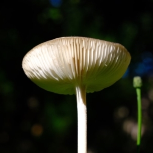 Oudemansiella 'radicata group' at Florey, ACT - 5 May 2020