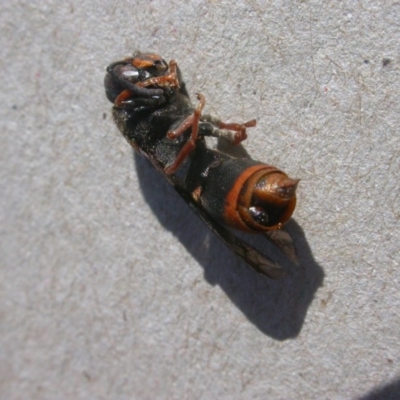 Eumeninae (subfamily) (Unidentified Potter wasp) at Hackett, ACT - 3 May 2020 by waltraud