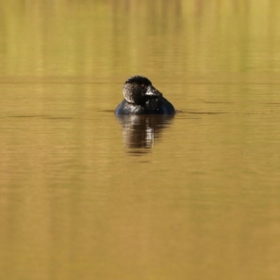 Biziura lobata (Musk Duck) at Bungendore, NSW - 5 May 2020 by ChrisM