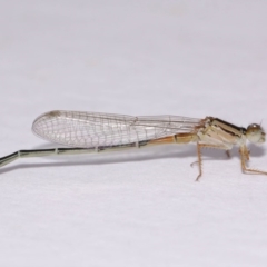 Xanthagrion erythroneurum at Evatt, ACT - 20 Nov 2016 06:02 AM