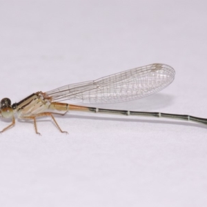 Xanthagrion erythroneurum at Evatt, ACT - 20 Nov 2016 06:02 AM