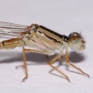 Xanthagrion erythroneurum at Evatt, ACT - 20 Nov 2016 06:02 AM