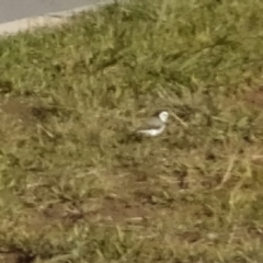 Epthianura albifrons (White-fronted Chat) at Coombs, ACT - 5 May 2020 by Hutch68