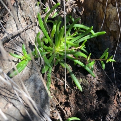 Calandrinia sp. (A Purslane) at  - 5 May 2020 by JasonC