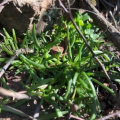 Calandrinia sp. at Ginninderra Falls - 5 May 2020 03:47 AM