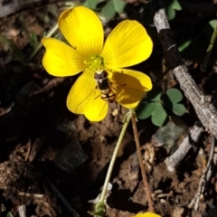 Simosyrphus grandicornis (Common hover fly) at Mount Majura - 5 May 2020 by tpreston