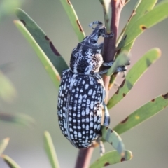 Chrysolopus spectabilis (Botany Bay Weevil) at Illilanga & Baroona - 4 May 2020 by Illilanga