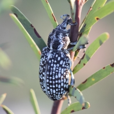 Chrysolopus spectabilis (Botany Bay Weevil) at Illilanga & Baroona - 4 May 2020 by Illilanga