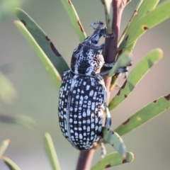 Chrysolopus spectabilis (Botany Bay Weevil) at Michelago, NSW - 4 May 2020 by Illilanga