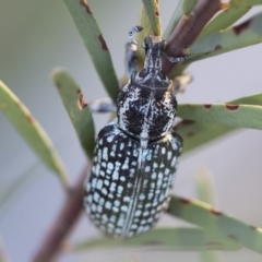 Chrysolopus spectabilis at Michelago, NSW - 4 May 2020