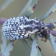 Chrysolopus spectabilis at Michelago, NSW - 4 May 2020