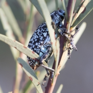 Chrysolopus spectabilis at Michelago, NSW - 4 May 2020