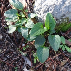 Viola betonicifolia at Isaacs Ridge and Nearby - 5 May 2020