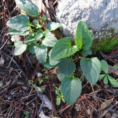 Viola betonicifolia (Mountain Violet) at Isaacs, ACT - 5 May 2020 by Mike