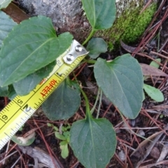 Viola betonicifolia at Isaacs Ridge and Nearby - 5 May 2020