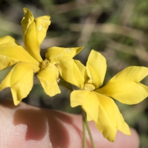 Goodenia pinnatifida at Michelago, NSW - 24 Apr 2020