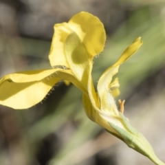 Goodenia pinnatifida at Michelago, NSW - 24 Apr 2020