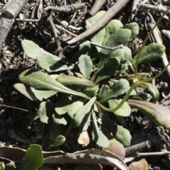 Goodenia pinnatifida at Michelago, NSW - 24 Apr 2020