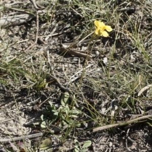 Goodenia pinnatifida at Michelago, NSW - 24 Apr 2020