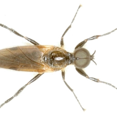 Bibio imitator (Garden maggot) at Rosedale, NSW - 15 Nov 2019 by jbromilow50