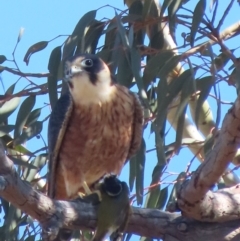 Falco longipennis (Australian Hobby) at Garran, ACT - 5 May 2020 by roymcd