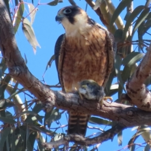 Falco longipennis at Garran, ACT - 5 May 2020