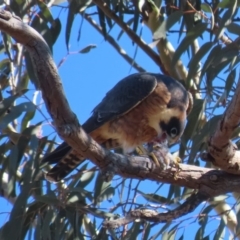 Falco longipennis at Garran, ACT - 5 May 2020